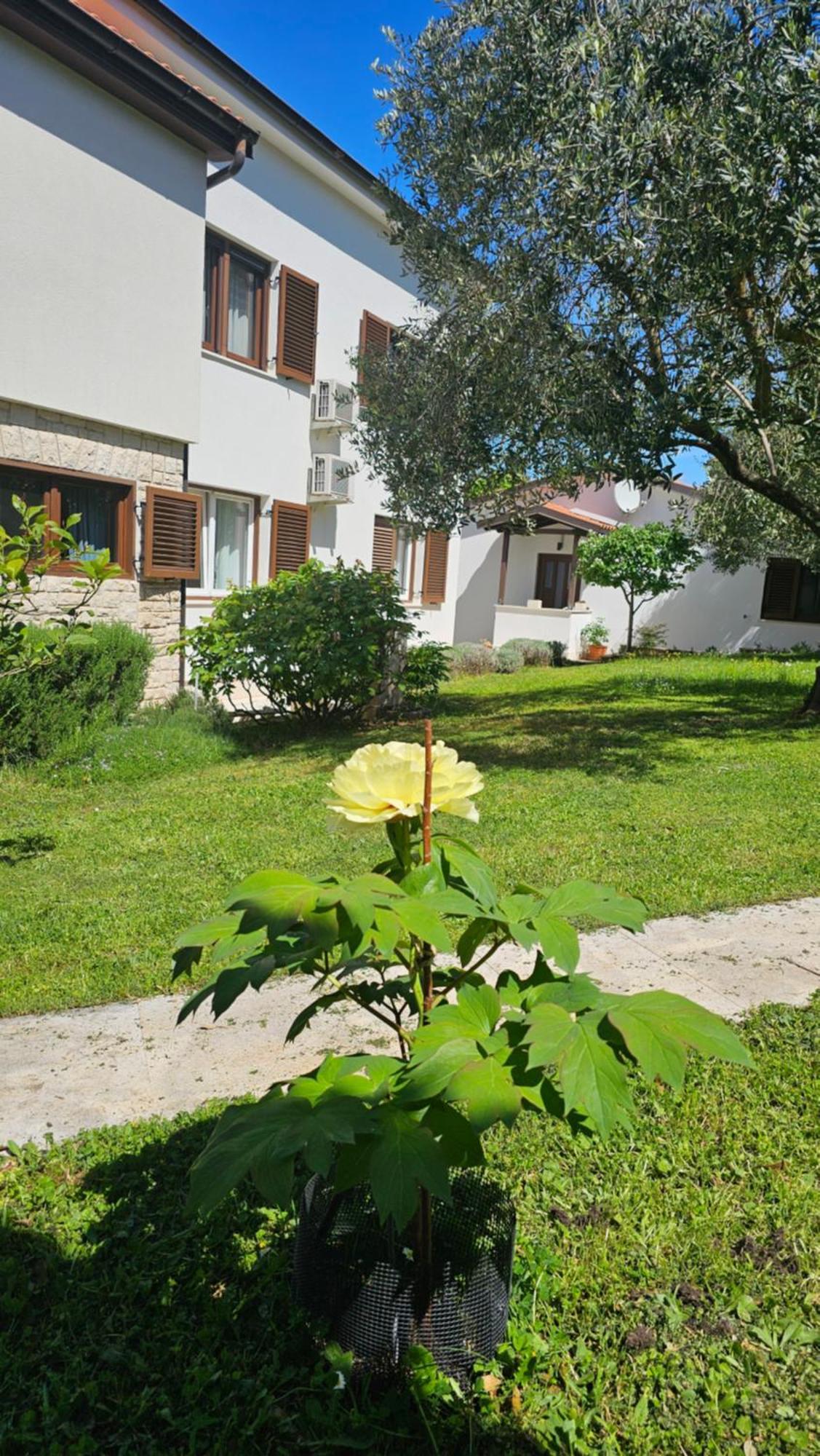 Apartments Dina Pula Extérieur photo